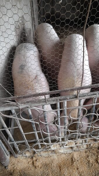 Vand porci tip scroafe Landrace de 9 luni la 130kg