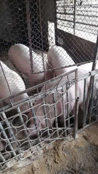 Vand porci tip scroafe Landrace de 9 luni la 130kg